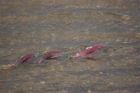 Sockeye salmon in Bluebill Lake photo