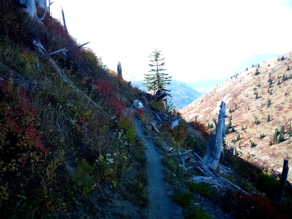 20221017-"Goat no further"-Goat blocks trail within Mount St. Helens National Volcanic Monument by Jim Waigand