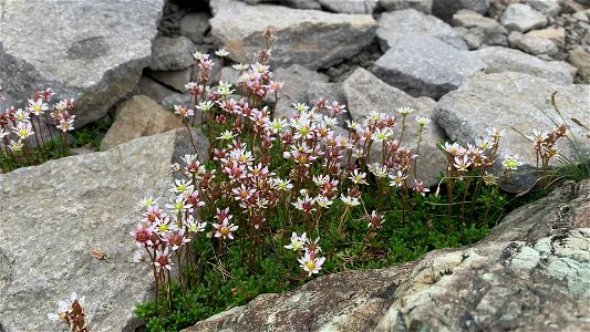 20210819_Tolmies_Saxifrage_Saxifraga_tolmiei_Table_Mountain_byMagentaWidner