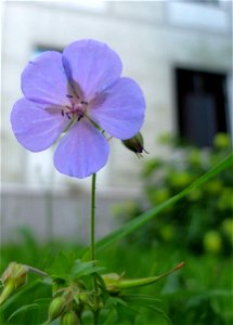 manastirea_Neamtz2015_0809_063935