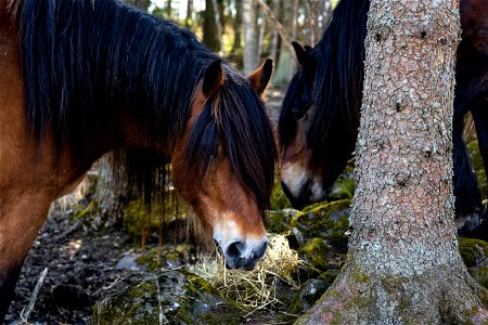 Cardehumma, Läyliäinen