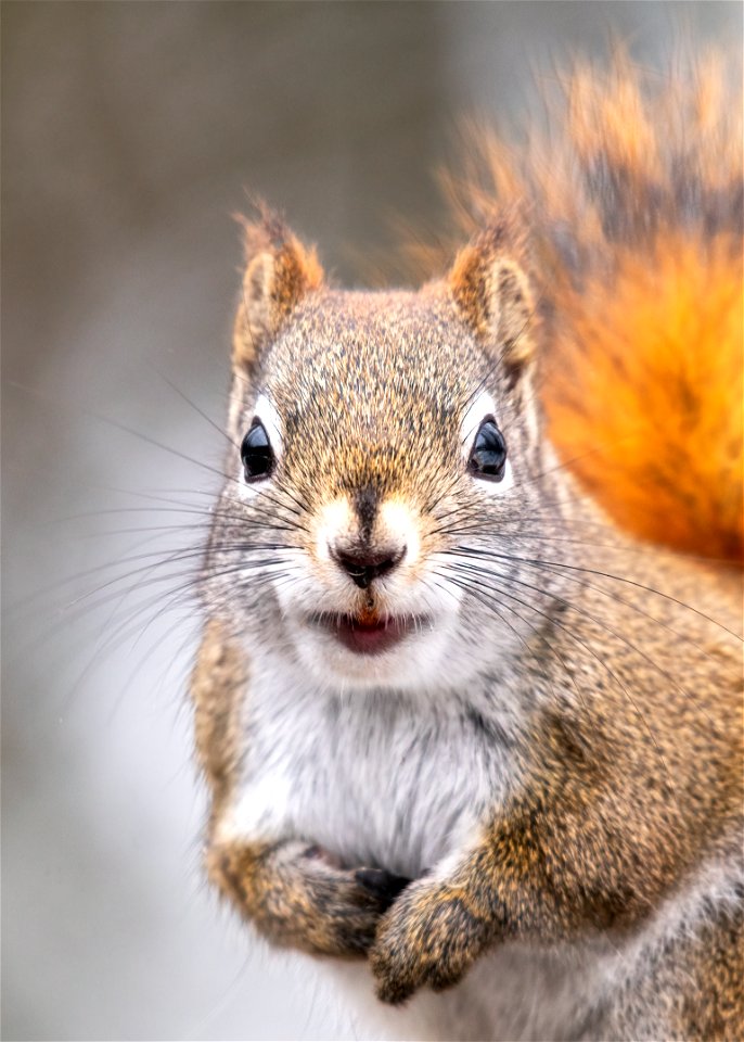 Red squirrel