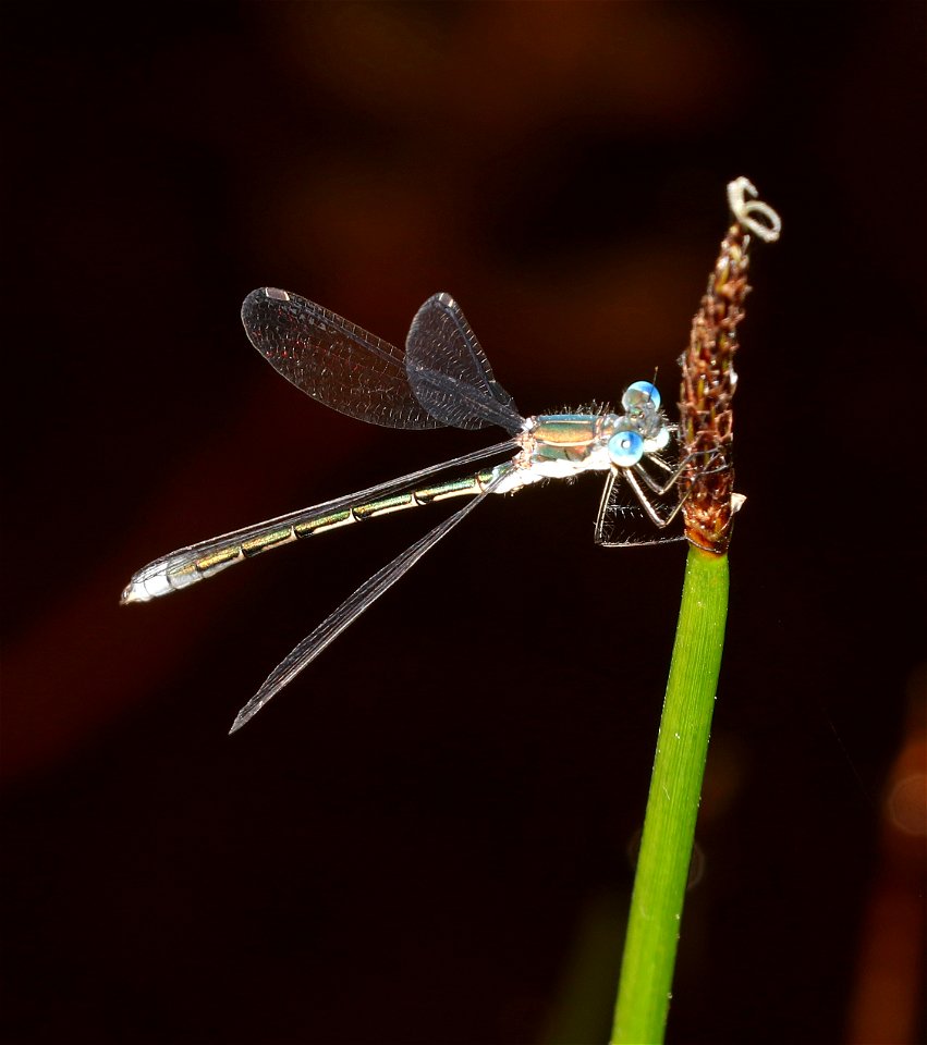 SPREADWING, EMERALD (Lestes dryas) (6-25-2021) low divide road, smith river nat rec area, del norte co, ca -01