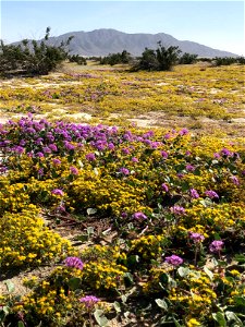Desert Blooms - Sand Verbena