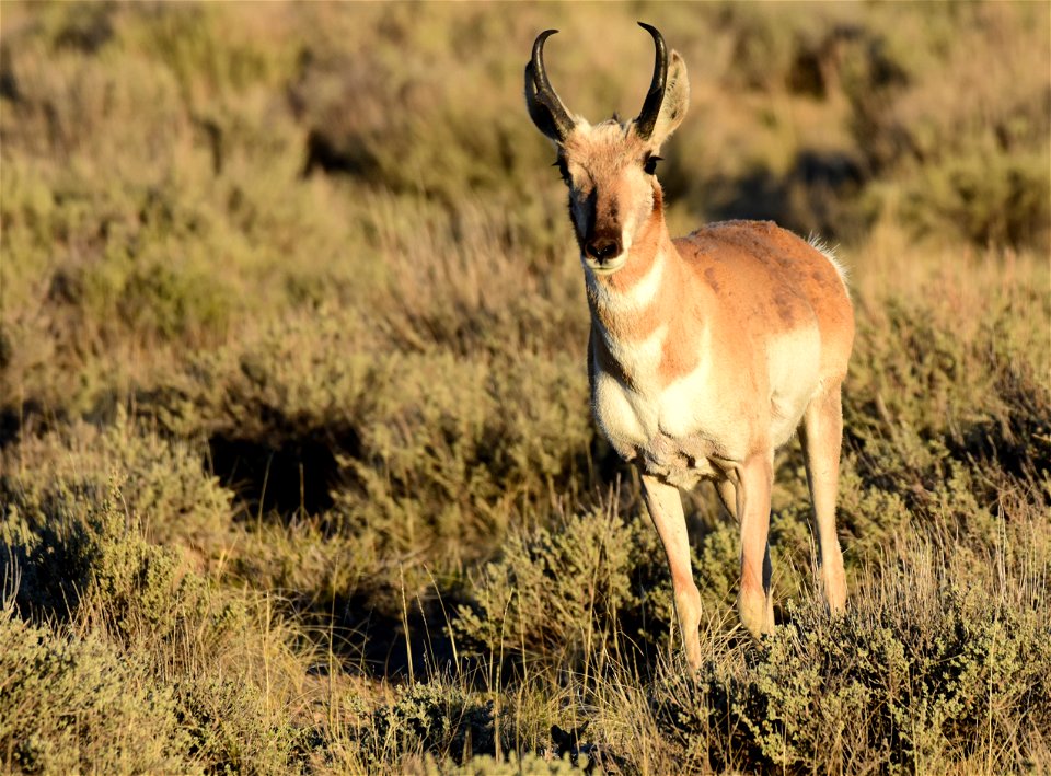 Pronghorn at Seedskadee National Wildlife Refuge
