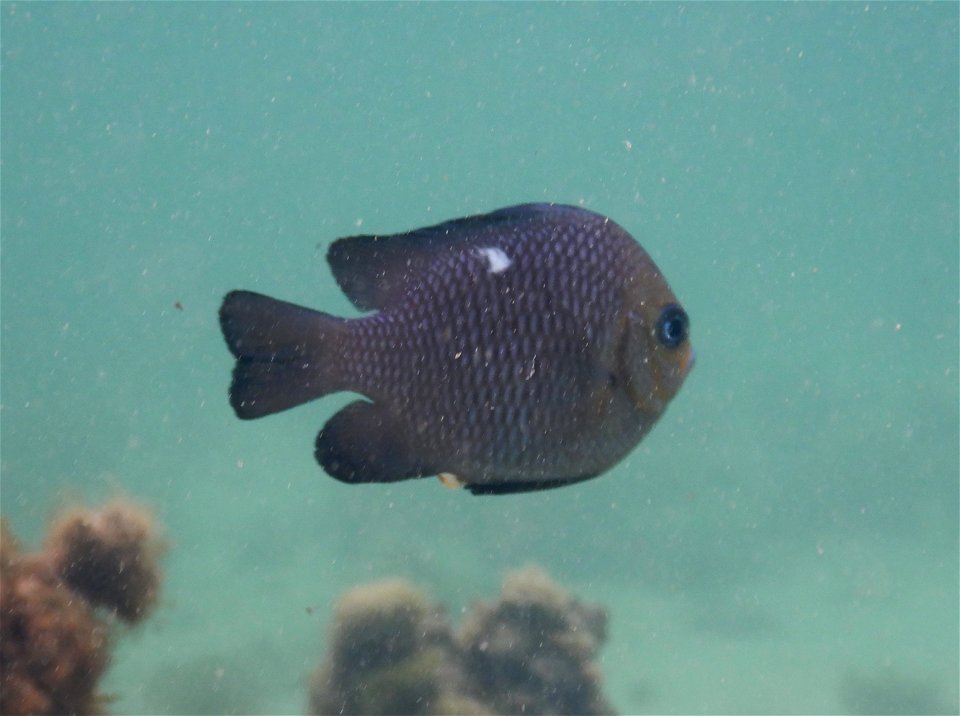 Dascyllus trimaculatus 3