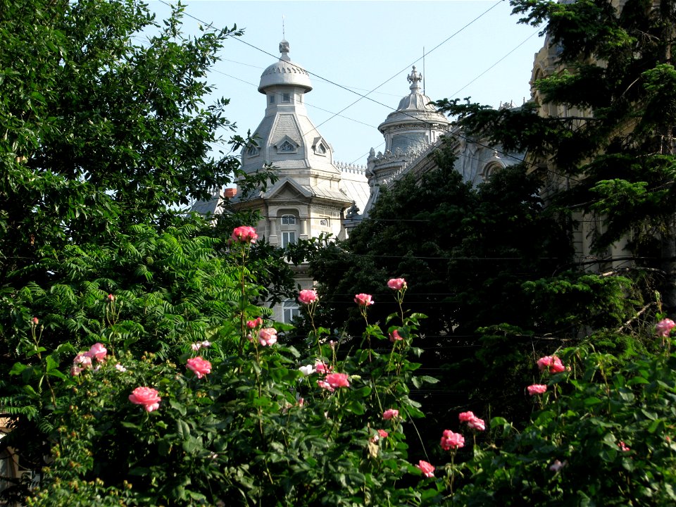 trandafUniv2009_0520_162358(1)