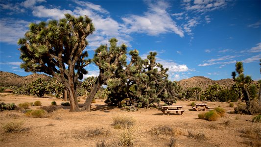 Black Rock Campground Picnic Area