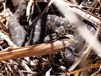 Eastern massasauga rattlesnake photo