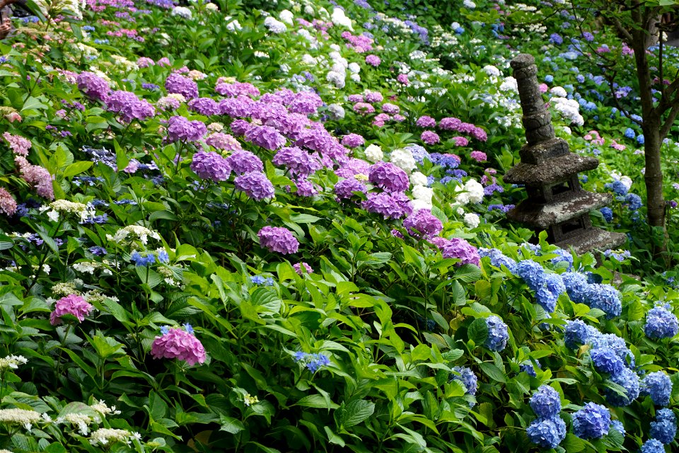 Hydrangea photo