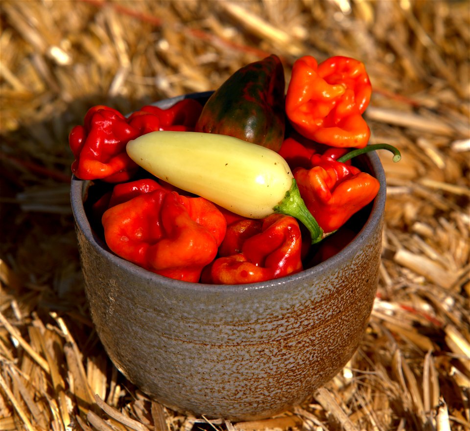 HOT CURVY still life