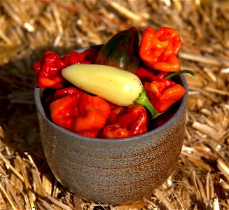 HOT CURVY still life