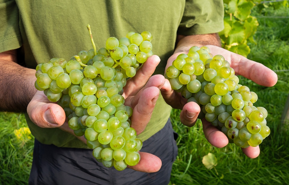 the grape harvest in his Lysekil vineyard