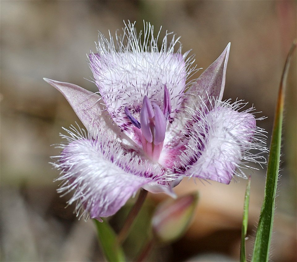 Calochortus elegans (Cat's Ear Mariposa) (05-17-2022) prescott park, medford, Jackson co, or -04