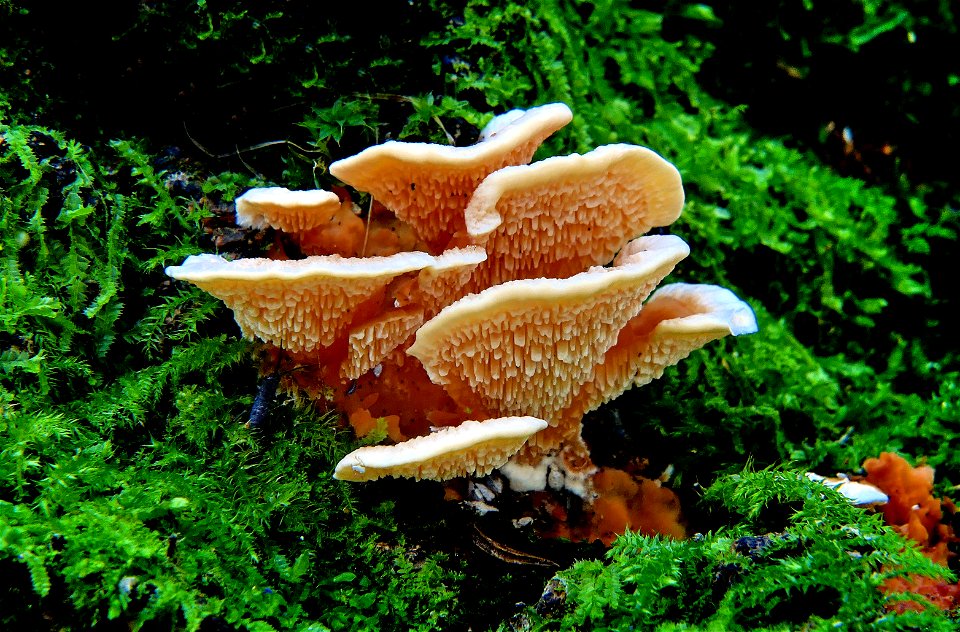 Antrodiella zonata