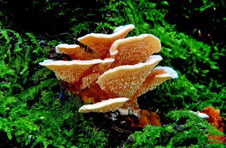 Antrodiella zonata