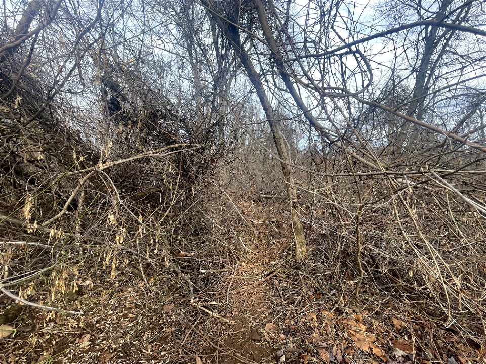 Ice Storm Cleanup North District/Fox Hollow Trail