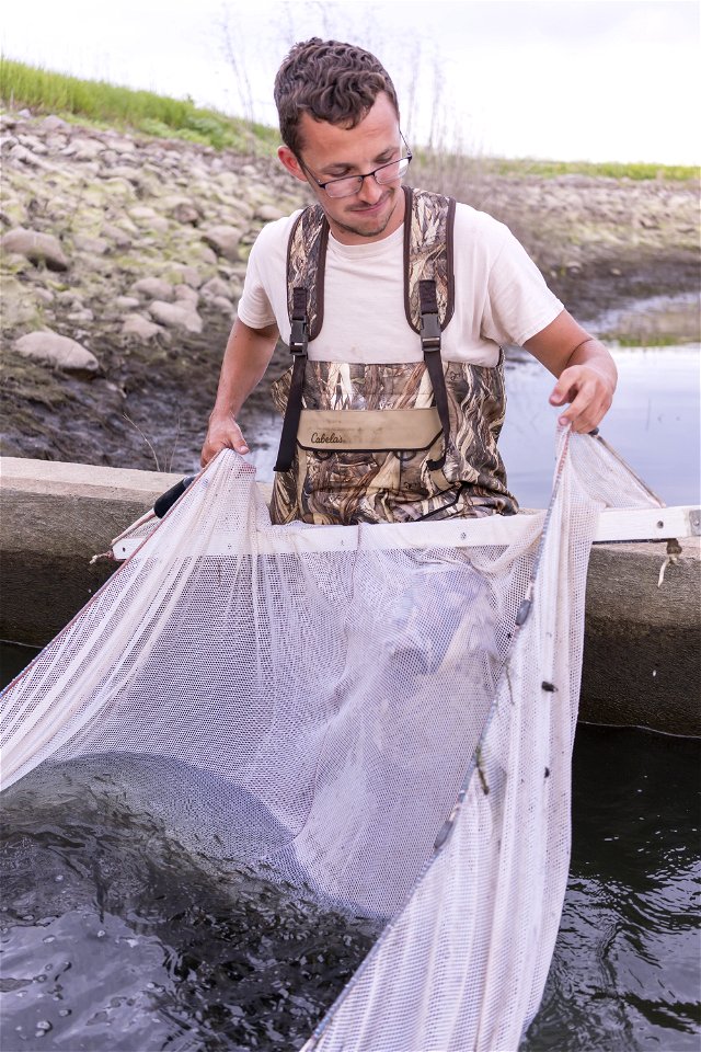 Harvesting Hatchery Fish (3) photo