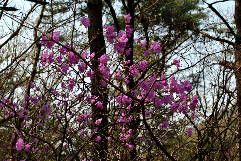Taejosan Mountain