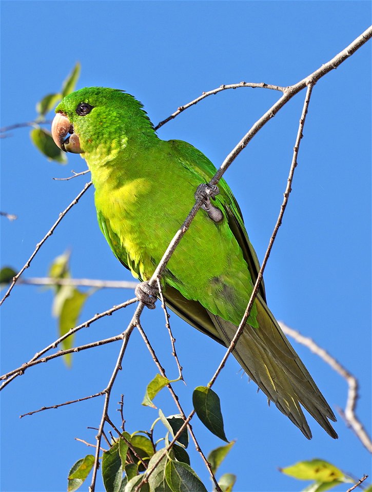 561 - GREEN  PARAKEET (01-03-2022) americana rv park, palmview, hidalgo co, tx -04