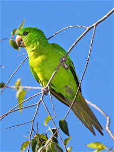 561 - GREEN  PARAKEET (01-03-2022) americana rv park, palmview, hidalgo co, tx -04
