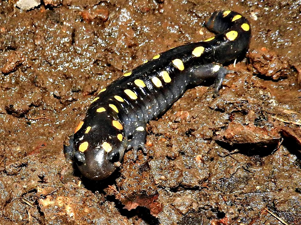 Spotted Salamander photo