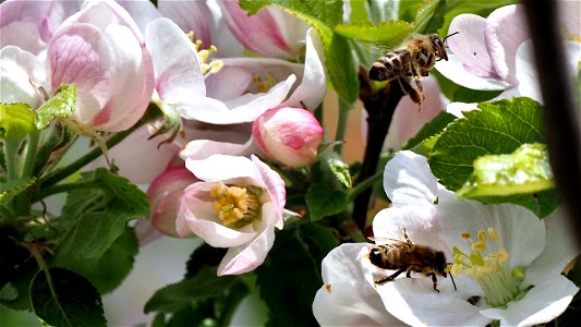 Honigbienen (Apis mellifera) auf Apfelblüten