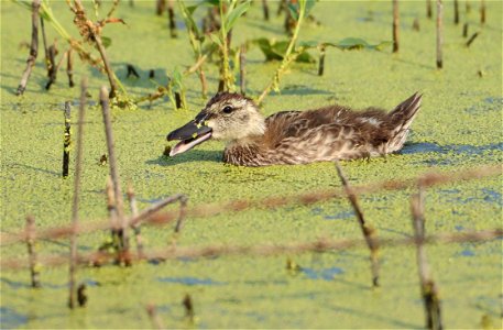 Blue-winged Teal duckling Huron Wetland Management District, South Dakota