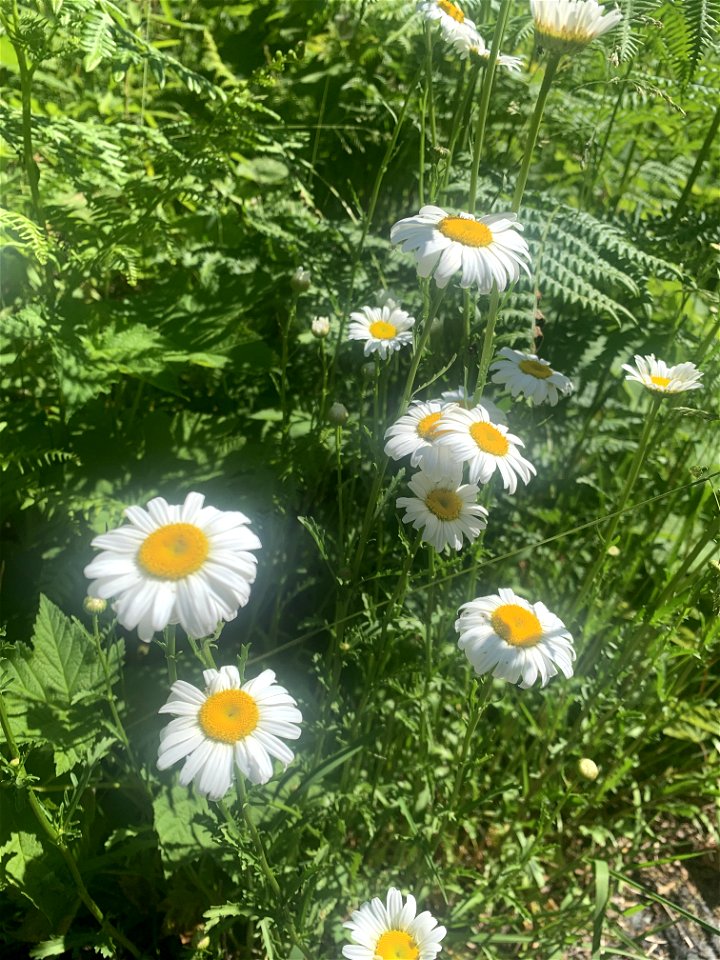 Flowers at Big 4, Mt. Baker-Snoqualmie National Forest. Photo by Sydney Corral June 29, 2021