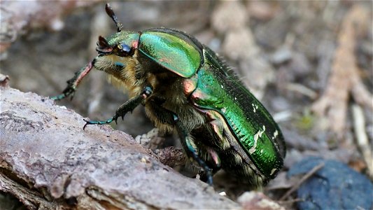 Cetonia aurata oder Protaetia cuprea (Rosenkäfer)