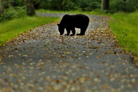 Black Bear on the Path photo