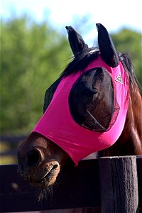 Equestrian Super Hero