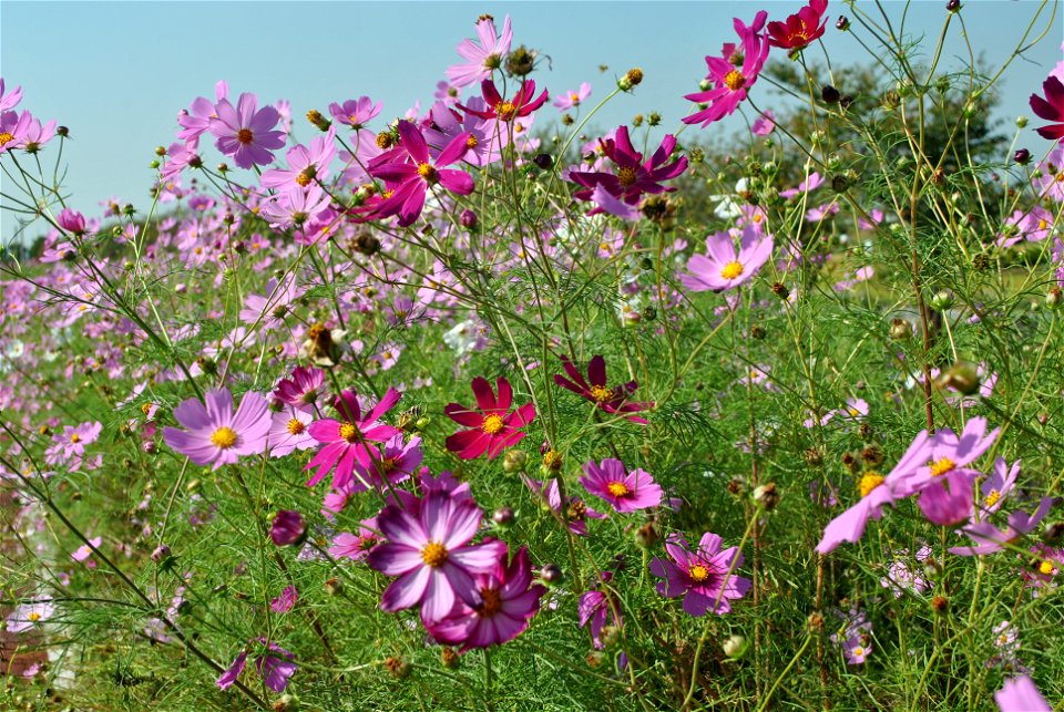 Cosmos Flowers
