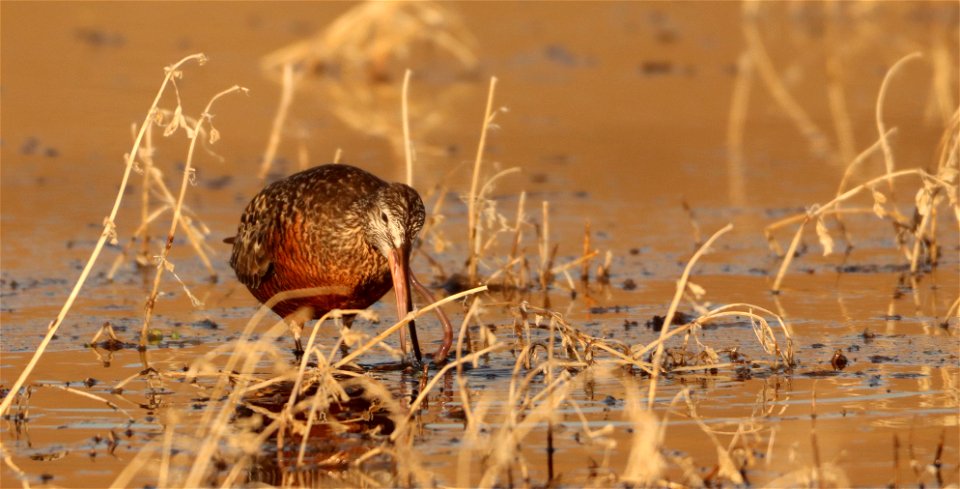 Hudsonian Godwit Huron Wetland Management District photo