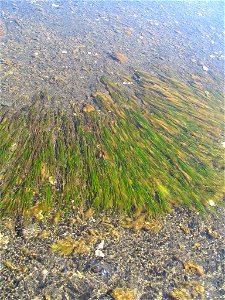 Eelgrass in Kinzarof Lagoon