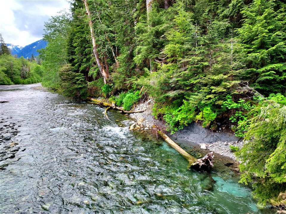 Stillaguamish River near Big Four Trail, Mt. Baker-Snoqualmie National Forest.  Photo by Anne Vassar June 9, 2021.
