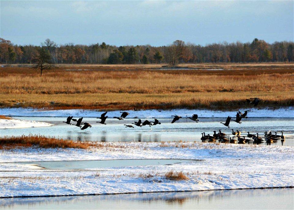 Canada Geese at Necedah National Wildlife Refuge