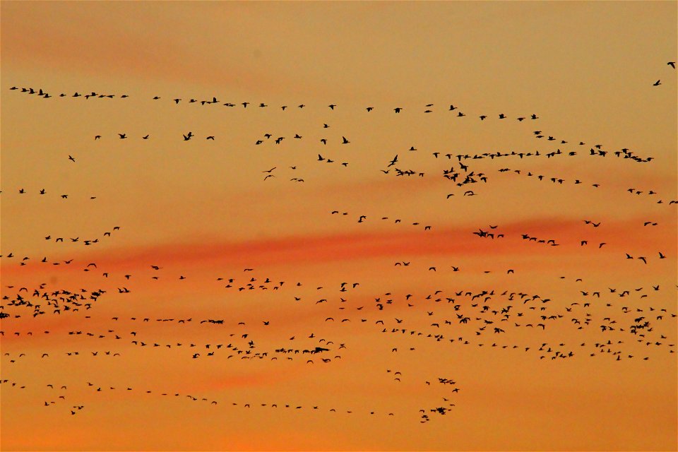 Waterfowl Migration at Sunset on the Huron Wetland Management District