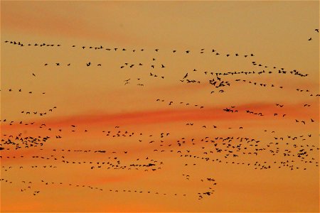 Waterfowl Migration at Sunset on the Huron Wetland Management District photo