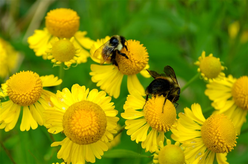 Pollinating hind legs