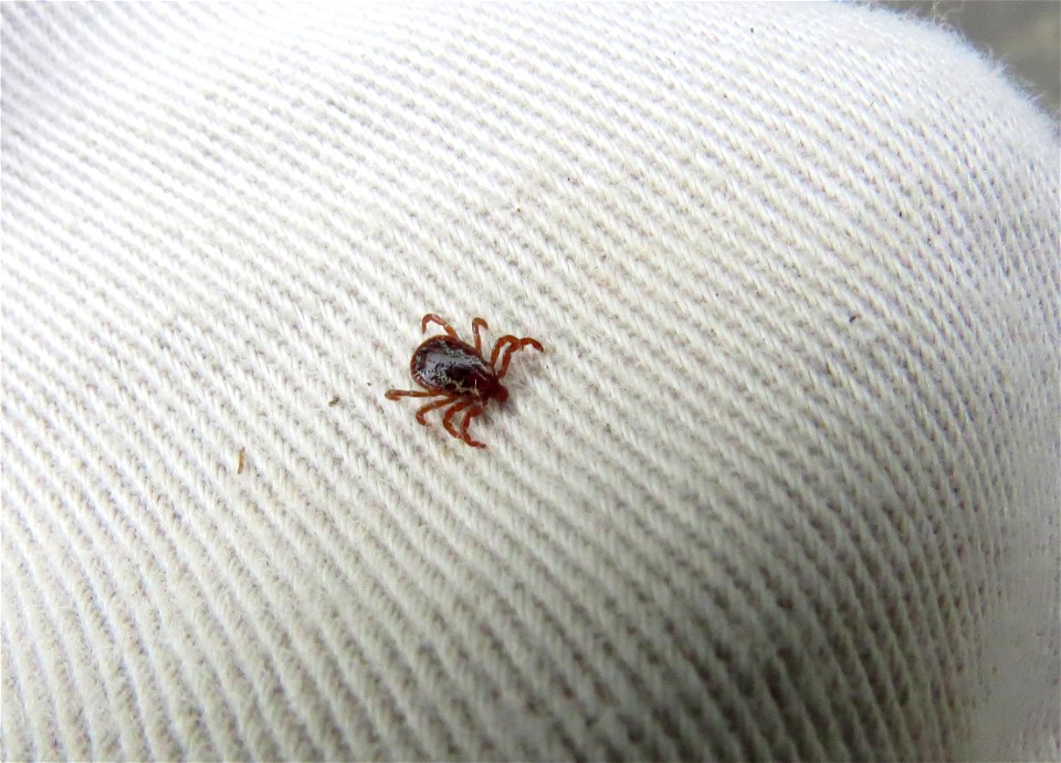 American Dog Tick