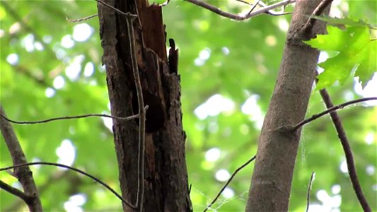 Prothonotary warbler feeding nestlings photo