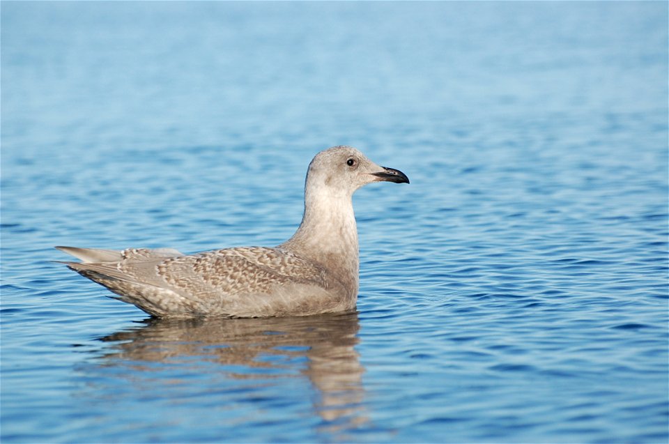 Glaucous-winged Gull