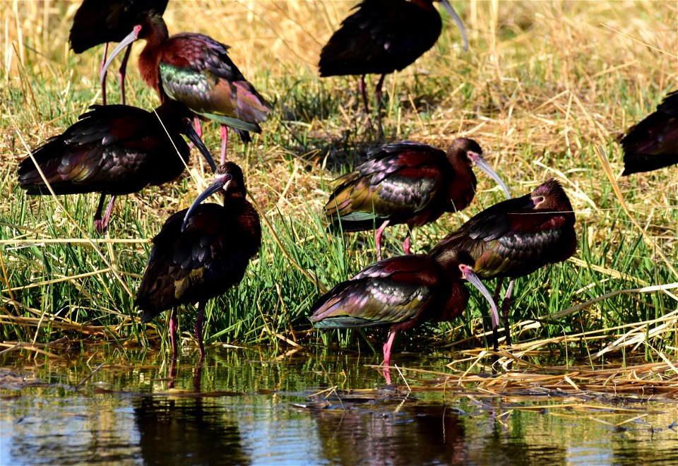 White-faced ibis at Seedskadee National Wildlife Refuge
