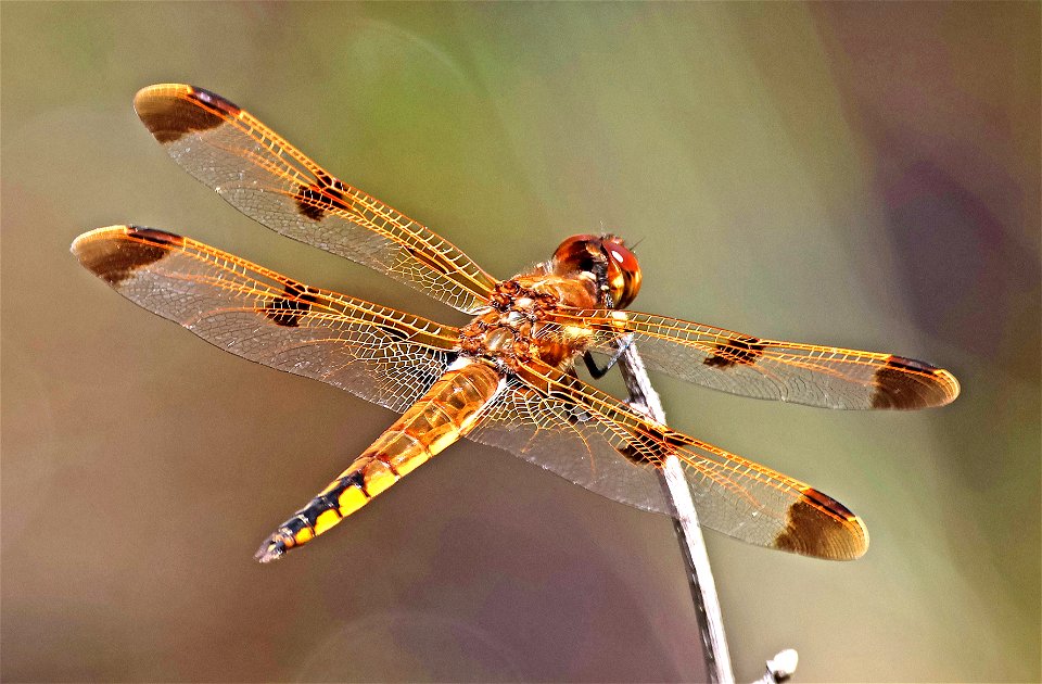 SKIMMER, PAINTED (Libellula semifasciata) (05-15-2023) bay tree lake state natural area, bladen co, nc -02