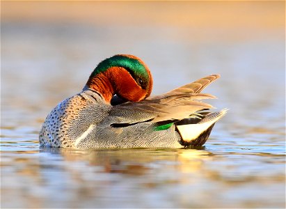 Green-winged teal at Seedskadee National Wildlife Refuge photo