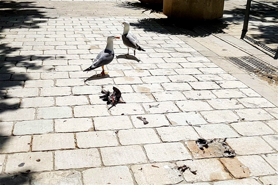 Goélands et pigeon