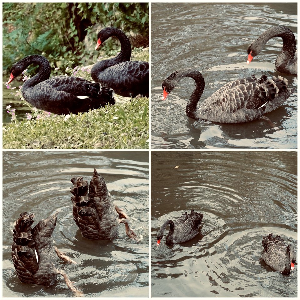 The Amazing World Famous Black Swan Synchronised Swimming Team.