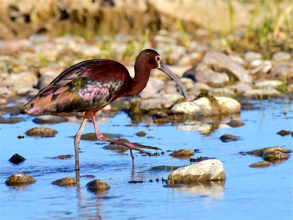 White-faced ibis at Seedskadee National Wildlife Refuge