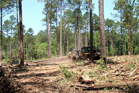 Stott Logging - Kisatchie National Forest - 002 photo